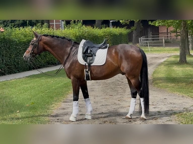 Hannoveraan Ruin 15 Jaar 167 cm Donkerbruin in Fleckeby