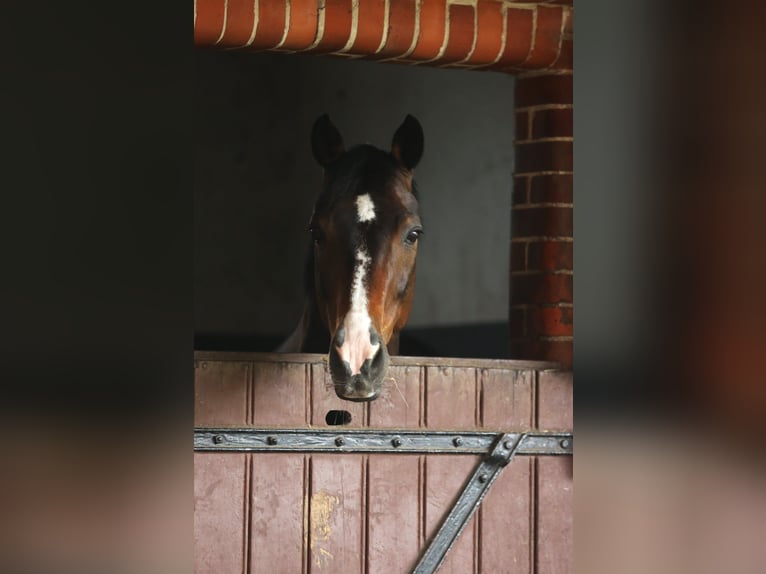 Hannoveraan Ruin 15 Jaar 167 cm Donkerbruin in Fleckeby