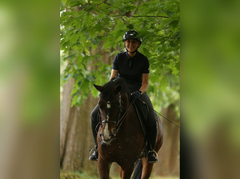 Hannoveraan Ruin 15 Jaar 167 cm Donkerbruin in Fleckeby