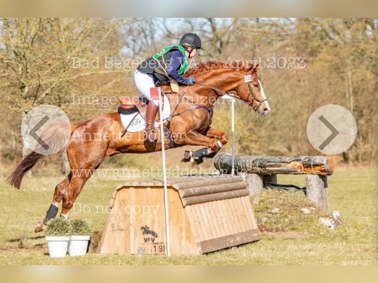 Hannoveraan Ruin 15 Jaar 167 cm Vos in Kisdorf
