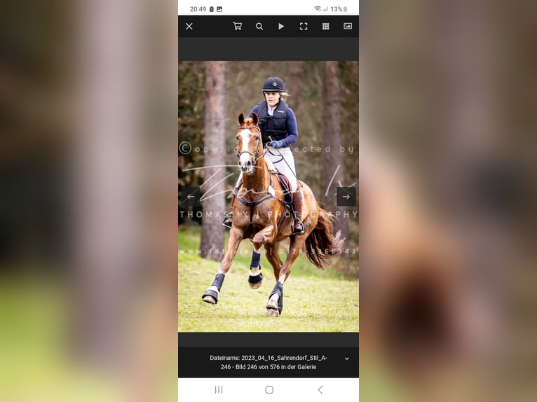 Hannoveraan Ruin 15 Jaar 167 cm Vos in Kisdorf