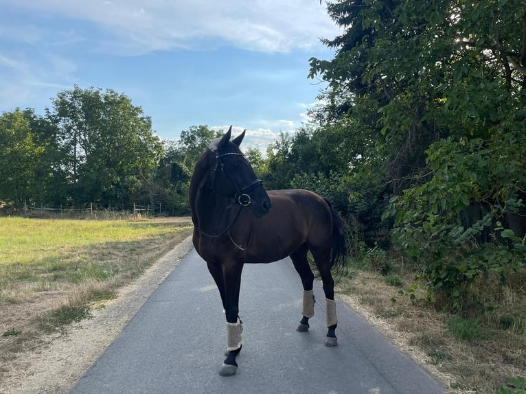 Hannoveraan Ruin 15 Jaar 167 cm Zwartbruin in Lahnstein