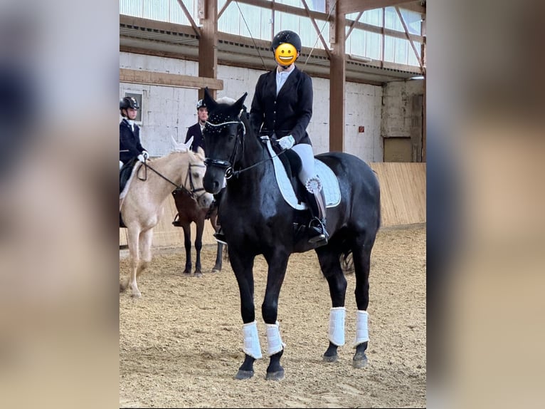 Hannoveraan Ruin 15 Jaar 167 cm Zwartbruin in Lahnstein