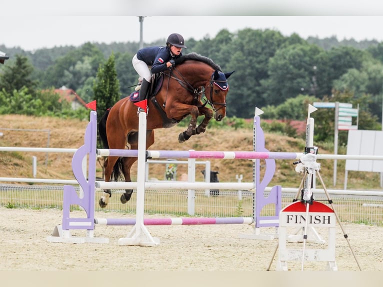 Hannoveraan Ruin 15 Jaar 168 cm Roodbruin in Egestorf