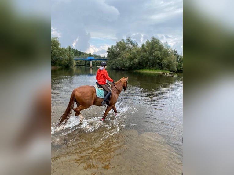 Hannoveraan Ruin 15 Jaar 168 cm Vos in Everswinkel