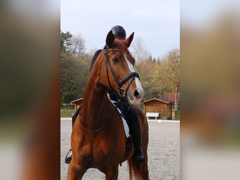 Hannoveraan Ruin 15 Jaar 168 cm Vos in Uelsen