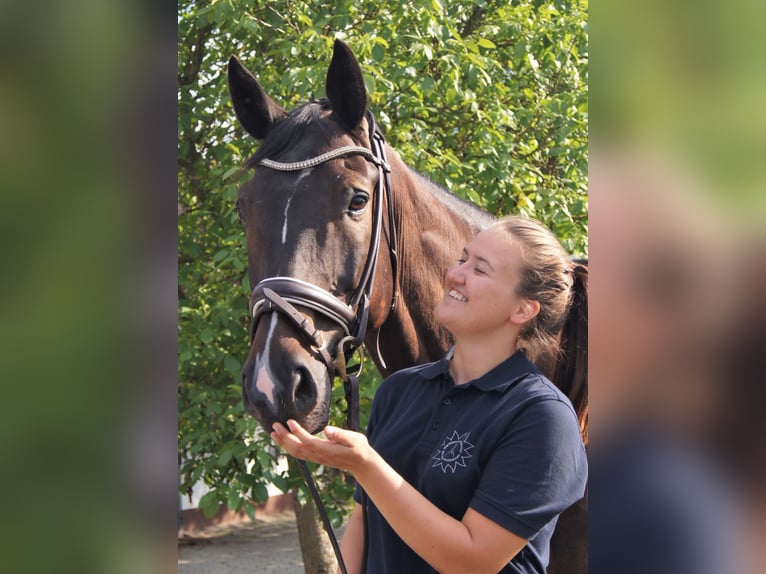 Hannoveraan Ruin 15 Jaar 169 cm Donkerbruin in Burbach