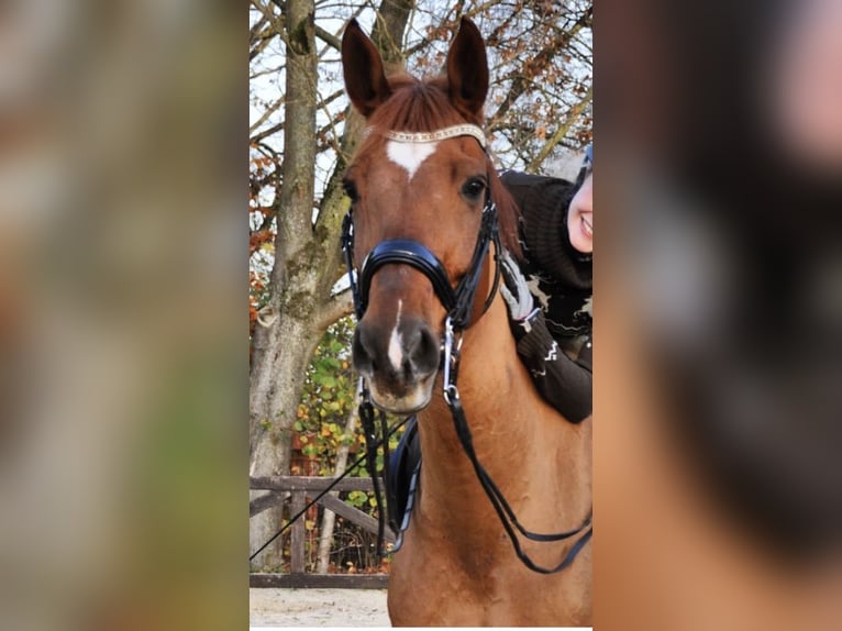 Hannoveraan Ruin 15 Jaar 170 cm Donkere-vos in Nordhorn