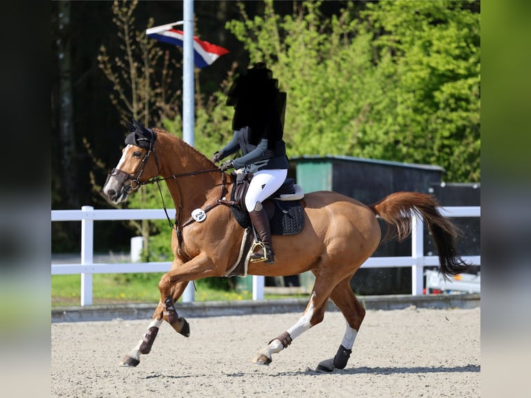 Hannoveraan Ruin 15 Jaar 170 cm Vos in Ladelund