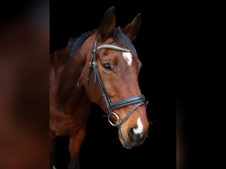 Hannoveraan Ruin 15 Jaar 172 cm Bruin in Grebenhain