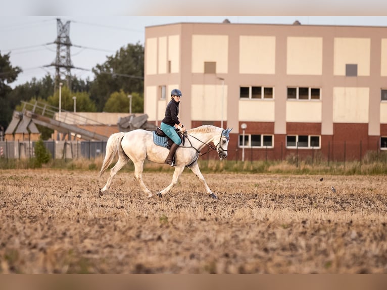 Hannoveraan Ruin 15 Jaar 172 cm Schimmel in Stendal