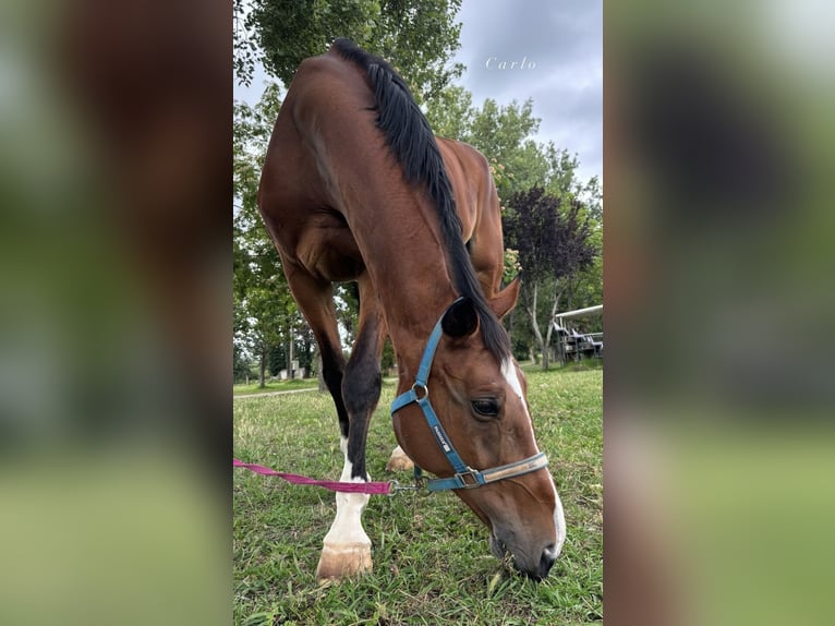 Hannoveraan Ruin 15 Jaar 173 cm Bruin in Coimbra