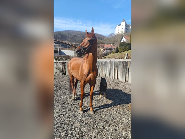Hannoveraan Ruin 15 Jaar 175 cm Bruin in Sittendorf