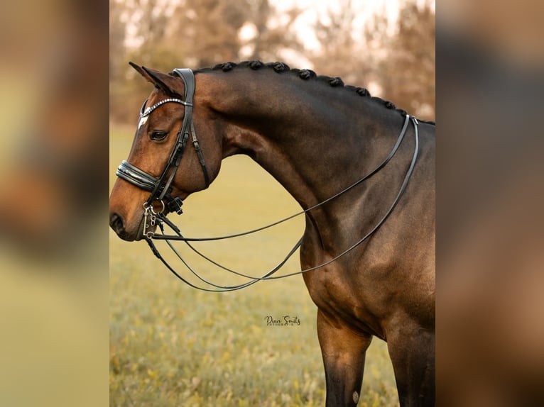 Hannoveraan Ruin 15 Jaar 175 cm Bruin in Lathum