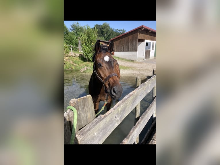 Hannoveraan Ruin 15 Jaar 175 cm Bruin in Petting