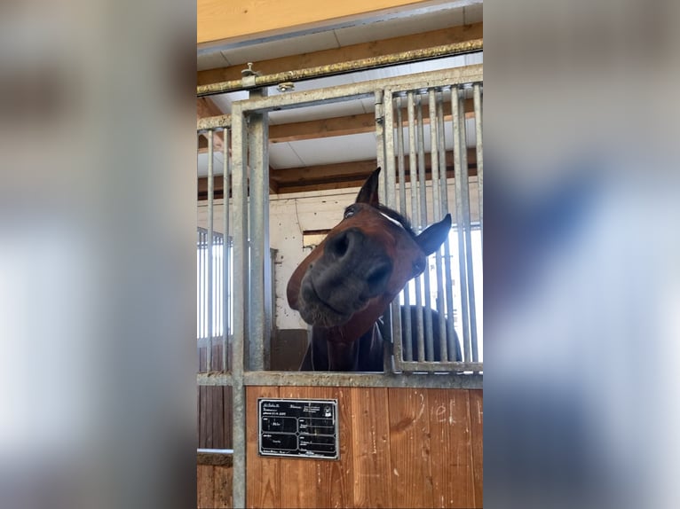 Hannoveraan Ruin 15 Jaar 175 cm Bruin in Petting