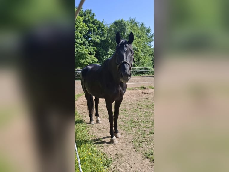 Hannoveraan Ruin 15 Jaar 180 cm Zwart in Ittlingen