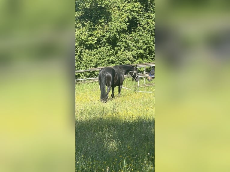 Hannoveraan Ruin 15 Jaar 180 cm Zwart in Ittlingen