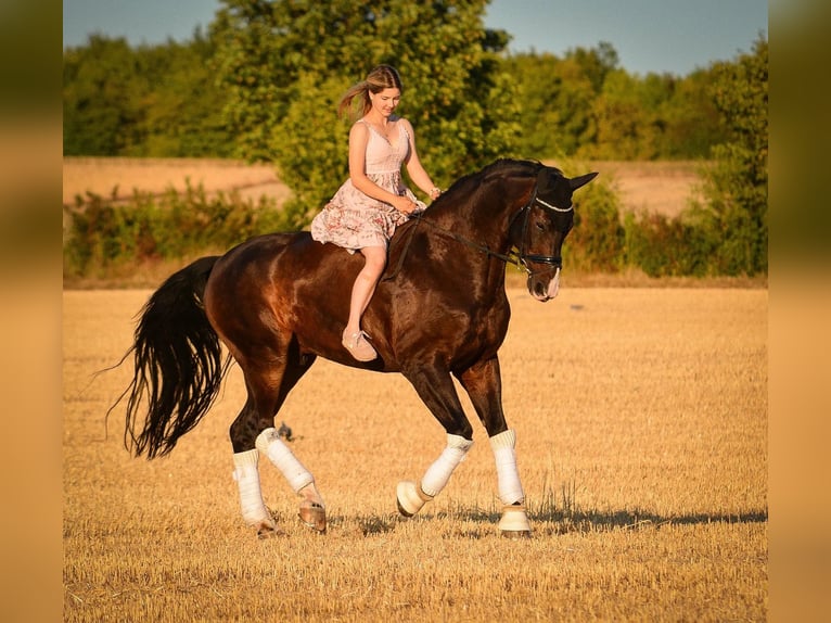 Hannoveraan Ruin 15 Jaar 181 cm Donkerbruin in Erwitte