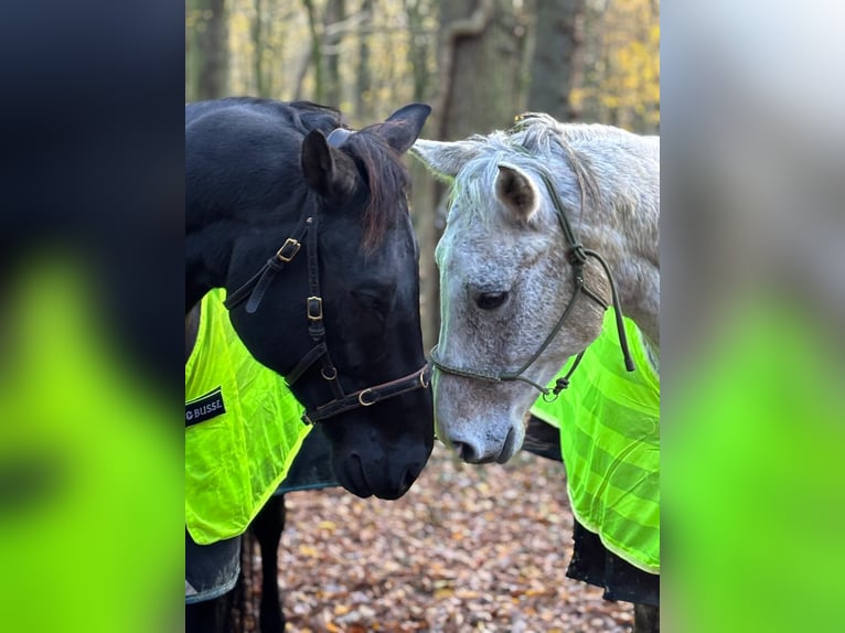 Hannoveraan Ruin 16 Jaar 163 cm Appelschimmel in Hamm