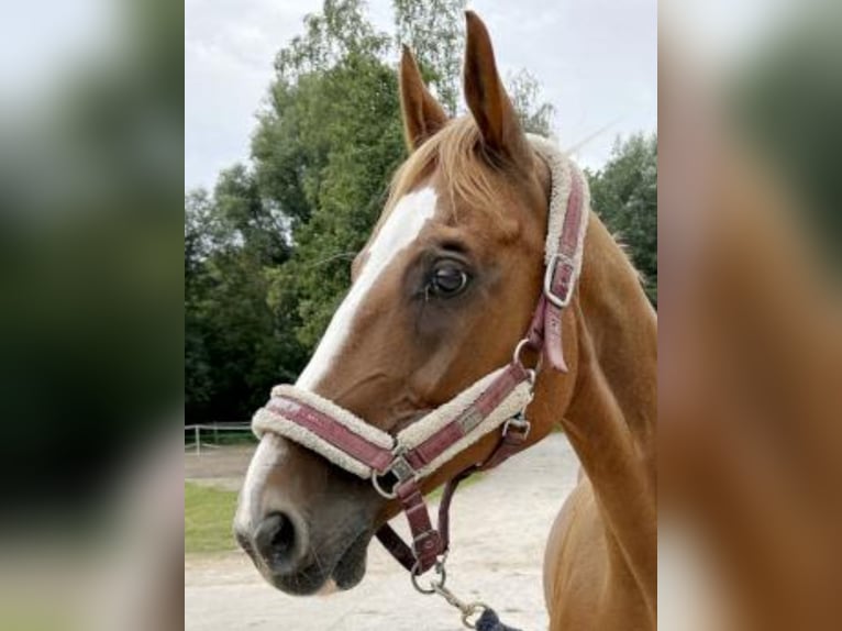 Hannoveraan Ruin 16 Jaar 164 cm Vos in Bremen