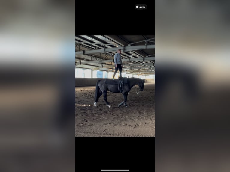 Hannoveraan Ruin 16 Jaar 165 cm Zwart in Vaireggio