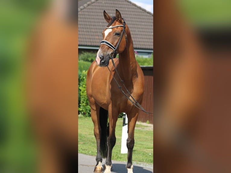Hannoveraan Ruin 16 Jaar 167 cm Bruin in Deinstedt