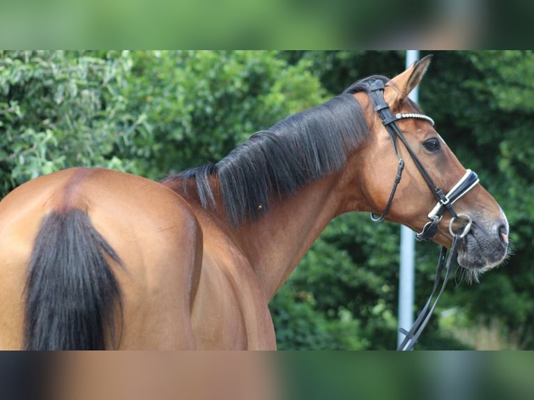 Hannoveraan Ruin 16 Jaar 167 cm Bruin in Deinstedt