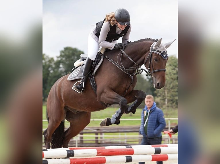 Hannoveraan Ruin 16 Jaar 167 cm Bruin in Toppenstedt