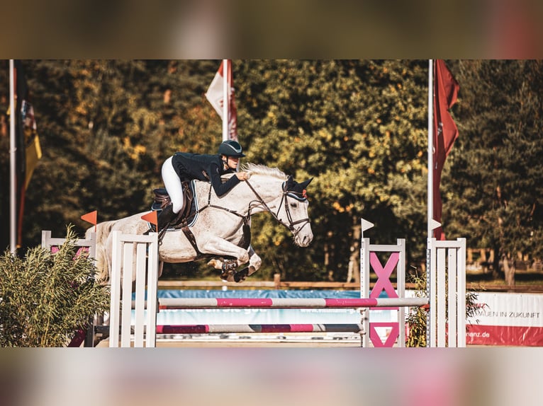 Hannoveraan Ruin 16 Jaar 167 cm Schimmel in Chemnitz