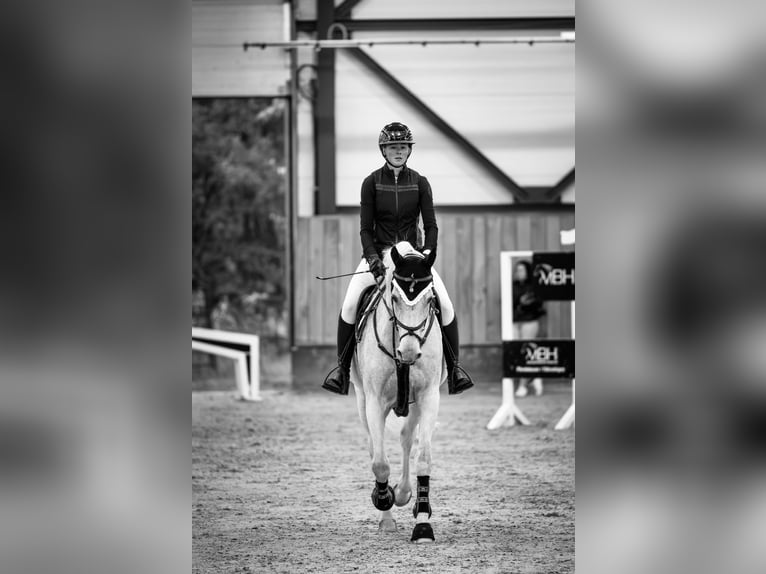 Hannoveraan Ruin 16 Jaar 167 cm Schimmel in Chemnitz
