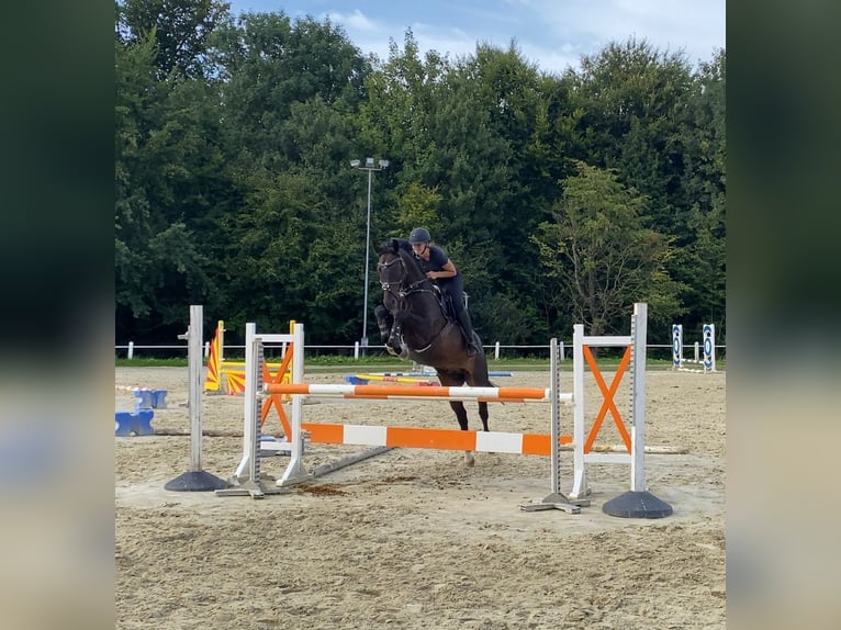Hannoveraan Ruin 16 Jaar 169 cm in Bramsche