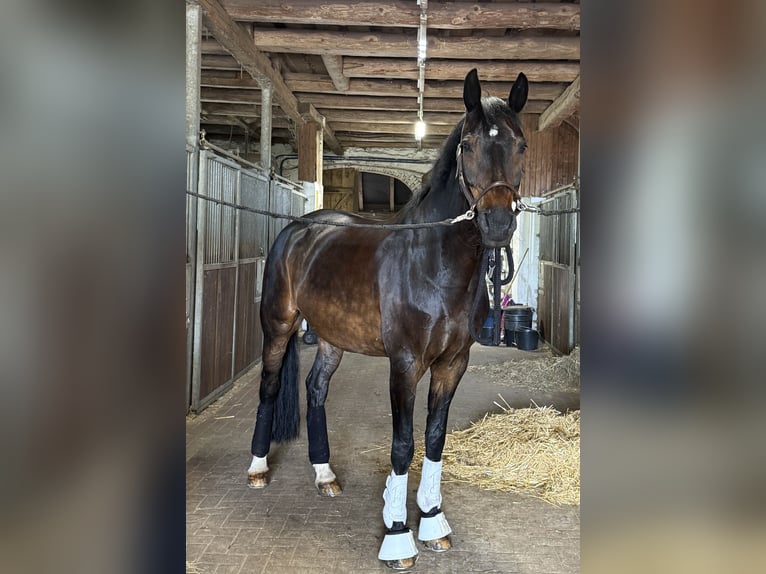 Hannoveraan Ruin 16 Jaar 169 cm in Bramsche
