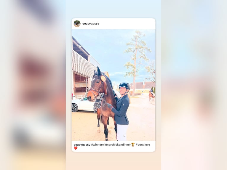 Hannoveraan Ruin 16 Jaar 170 cm Bruin in München