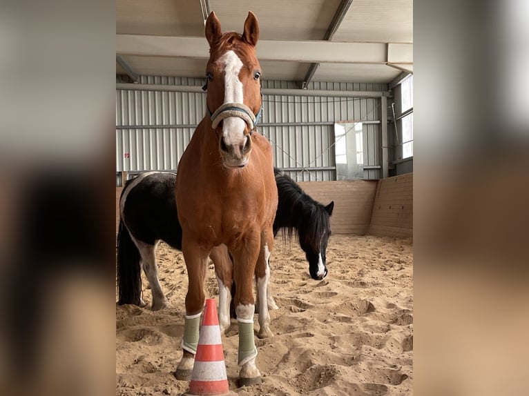 Hannoveraan Ruin 16 Jaar 170 cm Vos in Niederau