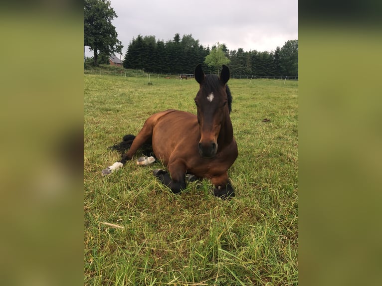 Hannoveraan Ruin 16 Jaar 172 cm Bruin in Hamburg