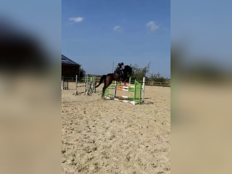 Hannoveraan Ruin 16 Jaar 173 cm Bruin in Elsdorf