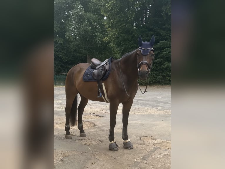 Hannoveraan Ruin 16 Jaar 173 cm Bruin in Elsdorf