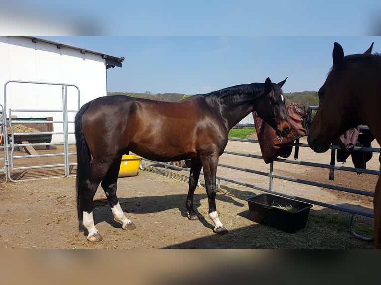 Hannoveraan Ruin 16 Jaar 176 cm Donkerbruin in Pulheim