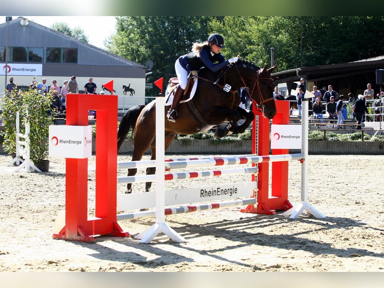 Hannoveraan Ruin 16 Jaar 176 cm Donkerbruin in Pulheim