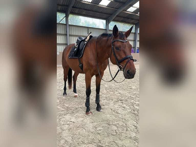 Hannoveraan Ruin 16 Jaar 178 cm Bruin in Rommerskirchen