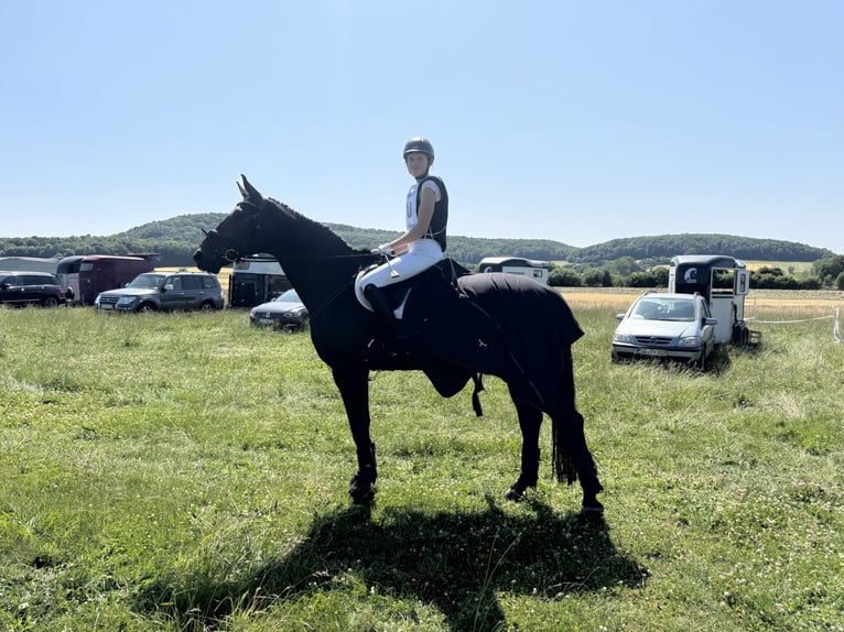 Hannoveraan Ruin 16 Jaar 179 cm Donkerbruin in Gödenstorf