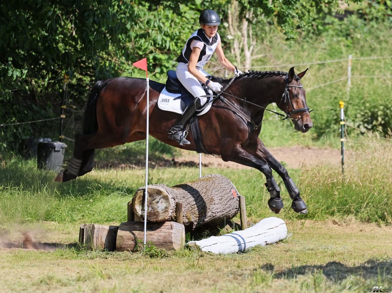 Hannoveraan Ruin 16 Jaar 179 cm Donkerbruin in Gödenstorf