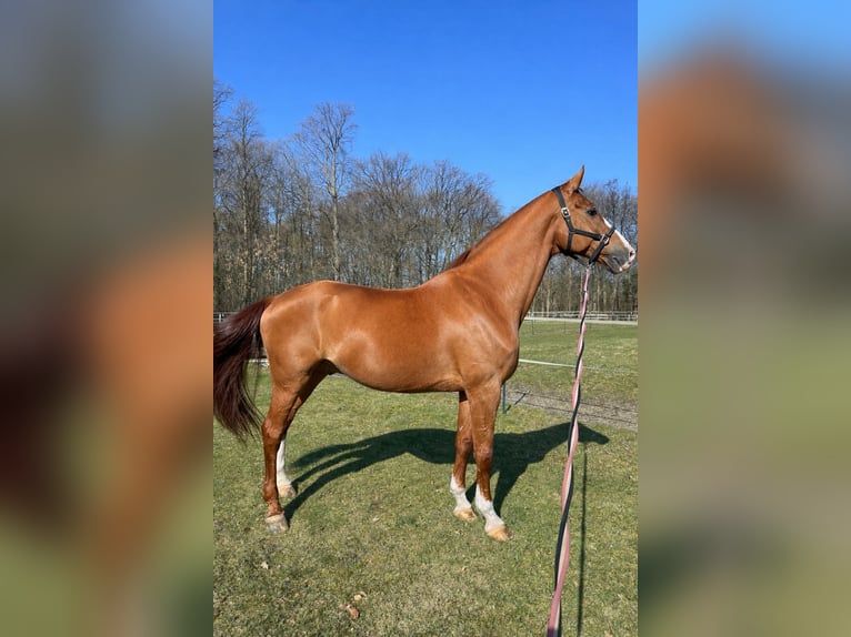Hannoveraan Ruin 16 Jaar 179 cm Vos in Wedel