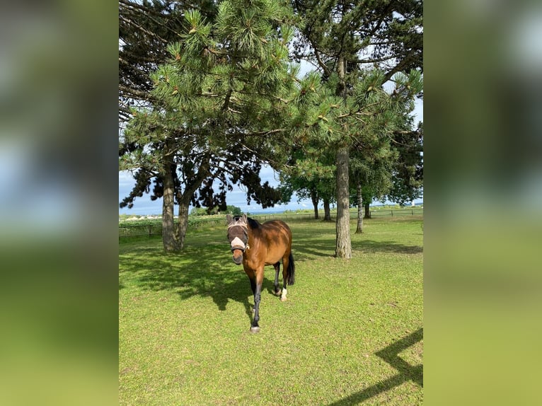 Hannoveraan Ruin 17 Jaar 162 cm Bruin in Elztal