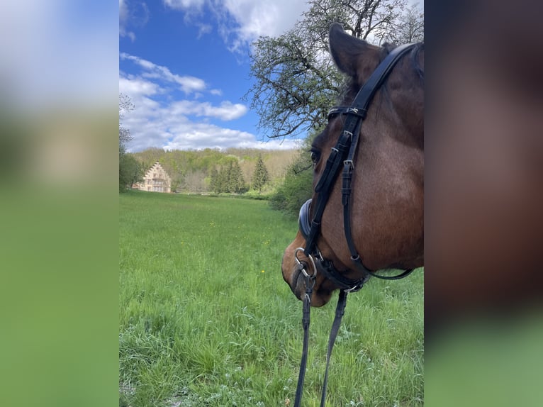 Hannoveraan Ruin 17 Jaar 162 cm Bruin in Elztal