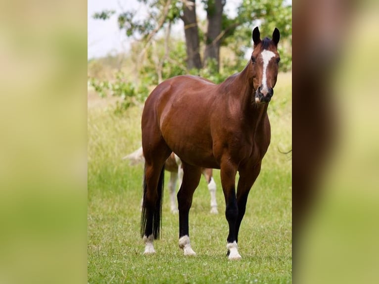 Hannoveraan Ruin 17 Jaar 163 cm Bruin in Hohenerxleben