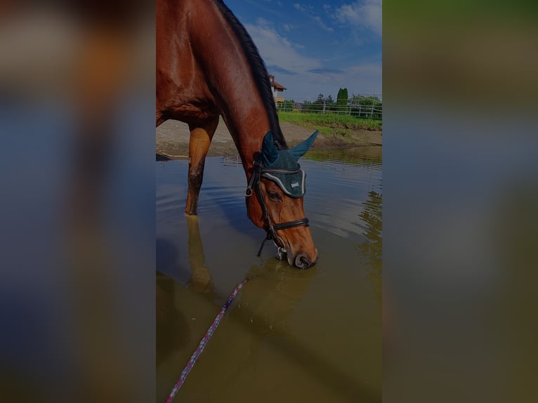 Hannoveraan Ruin 17 Jaar 163 cm Bruin in Schneckenlohe