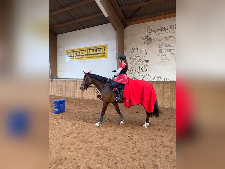 Hannoveraan Ruin 17 Jaar 163 cm Bruin in Schneckenlohe