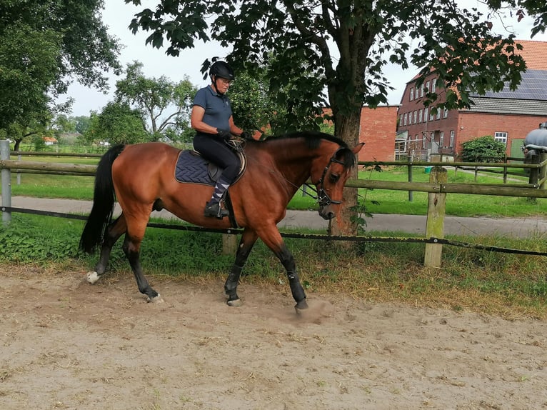 Hannoveraan Ruin 17 Jaar 165 cm Bruin in Berne